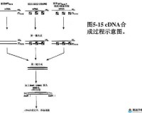 RNA 与 cDNA 杂交的原理及应用探讨