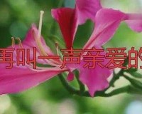 亲爱的：叫声再大点