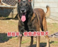 张警犬三部曲在哪里：探寻其位置之谜