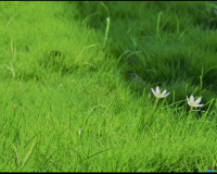 芳草萋萋鹦鹉洲的萋萋什么意思：茂盛之解