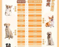 判断狗狗年龄的4种方法