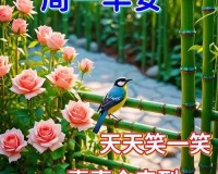 白天躁晚上躁天天躁 COM 乡移动端口无法进入：系统升级中