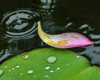 老人船上弄雨荷好吗：一幅动人的画面