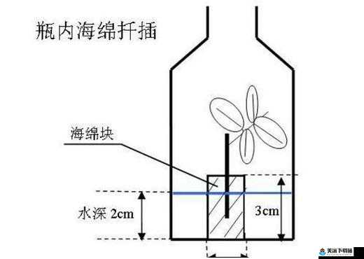 欧式 45 种扦插方式高清图片展示