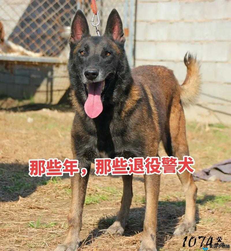 张警犬三部曲在哪里：探寻其位置之谜