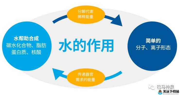 水多重要还是紧致重要：一场关于生理特征的讨论