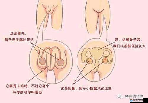 女生隐私：六年级里可以塞几支笔？