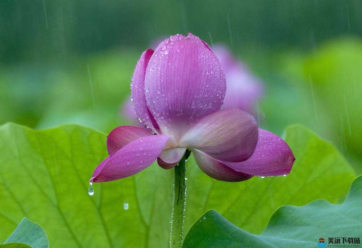 老人船上弄雨荷和普通版对比：两种不同的意境