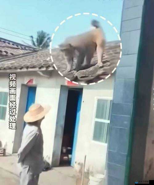 生猴子的全过程无盖被子：令人震惊的一幕