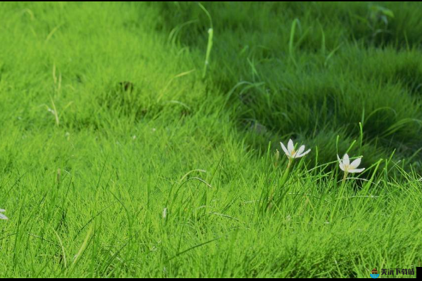 芳草萋萋鹦鹉洲的萋萋什么意思：茂盛之解