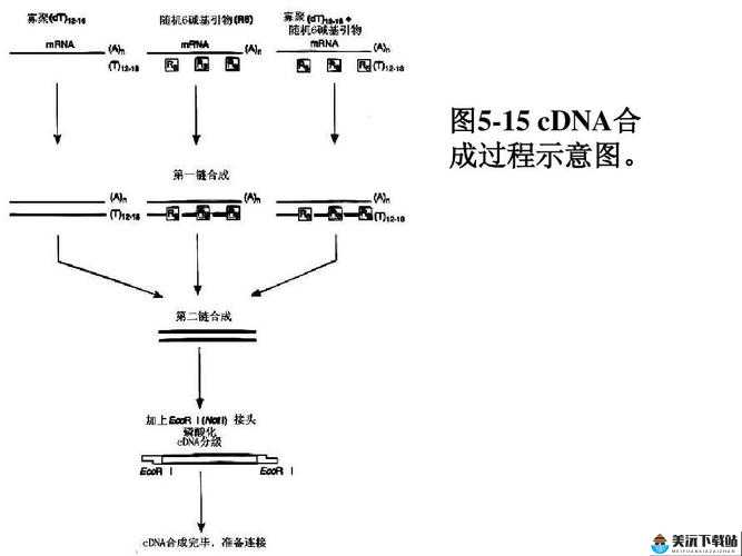 RNA 与 cDNA 杂交的原理及应用探讨